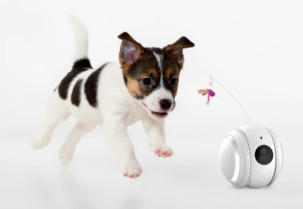 interactive pet camera