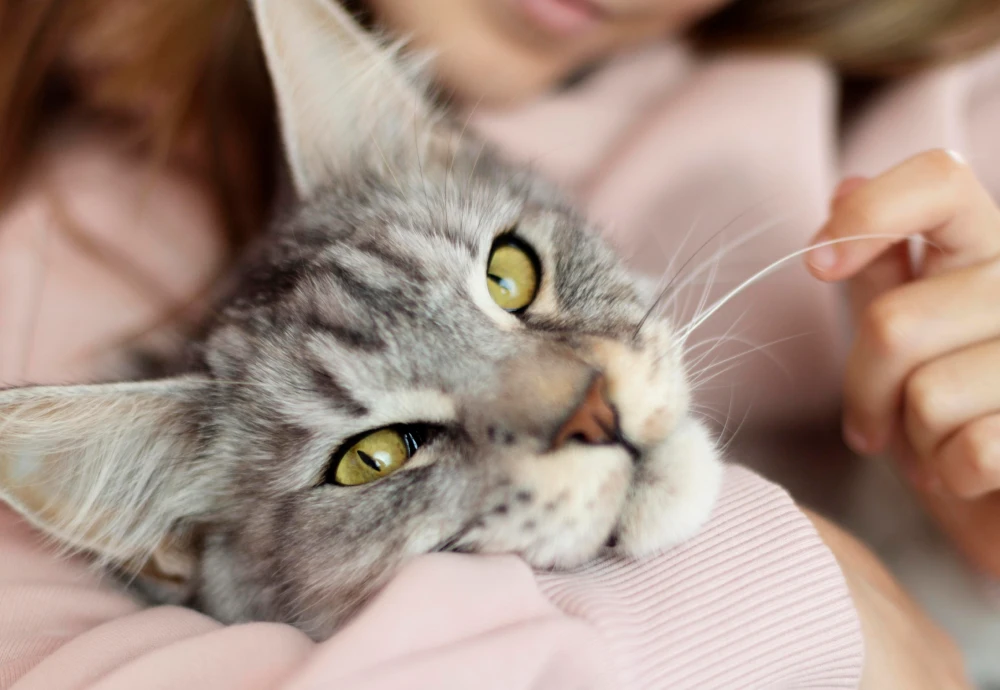 camera to keep an eye on pets