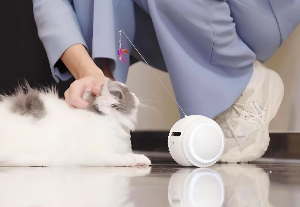 interactive pet camera