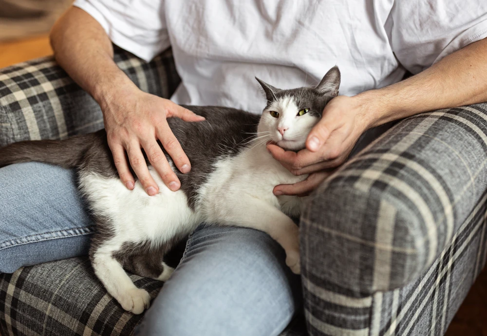 camera to keep an eye on pets